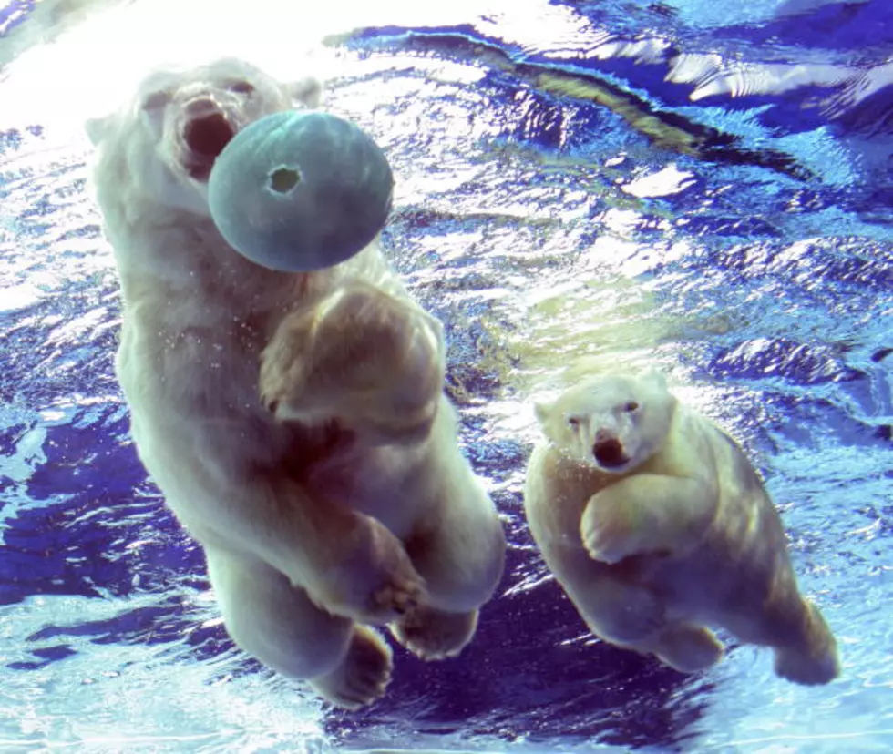 Happy National Polar Bear Day!