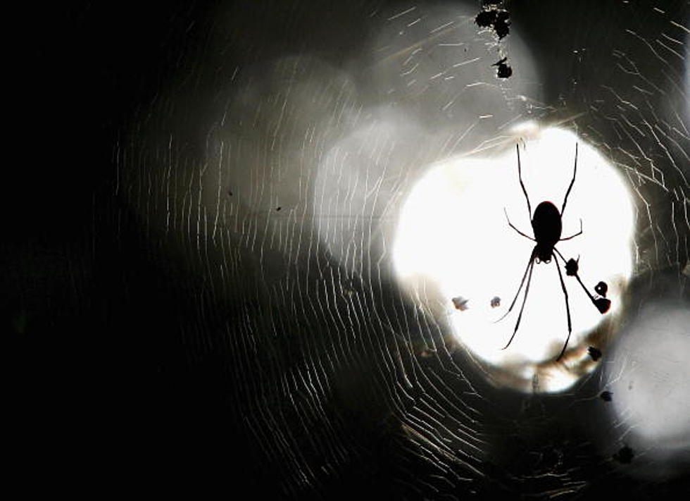 Spider-Haters Beware of this Horrifying Video [WATCH]