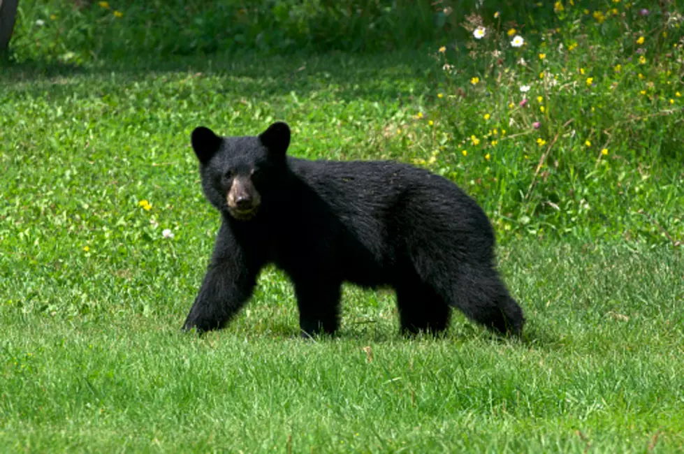 Black Bear Sighting In Iowa