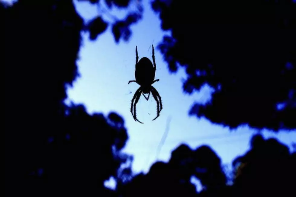 It’s Raining Spiders in Australia