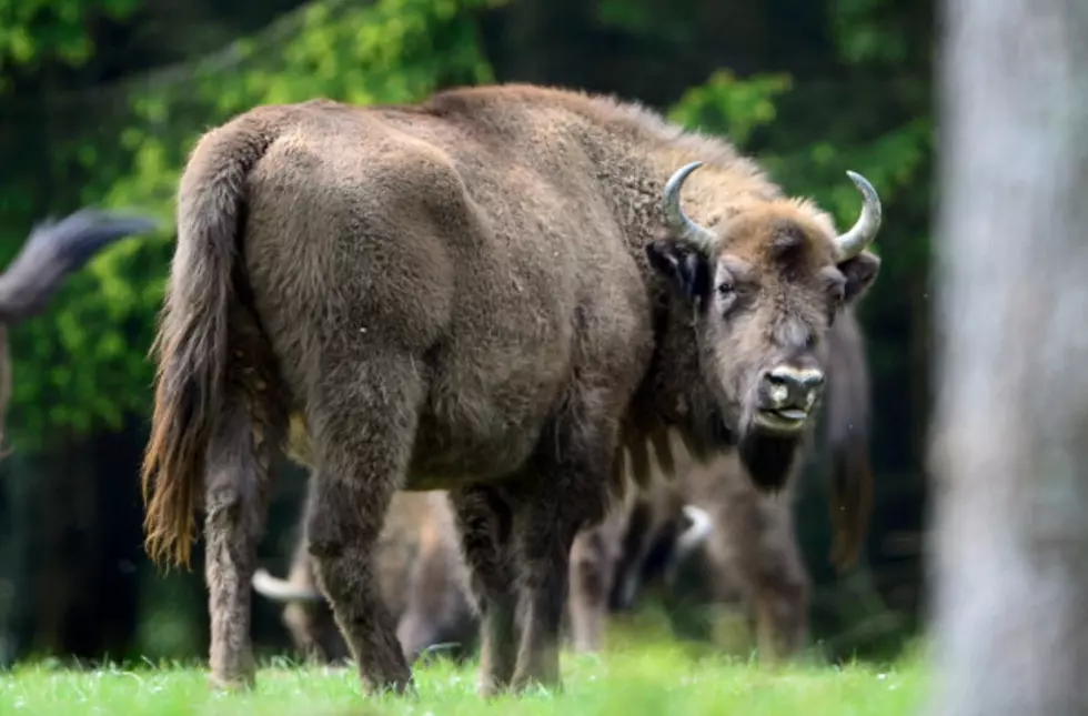 Woman Injured Trying to take a Selfie with a Bison