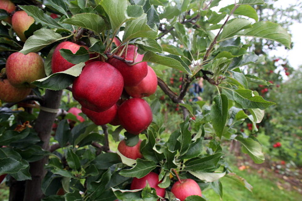 Eastern Iowa's Apple Orchards are Open for the Season!