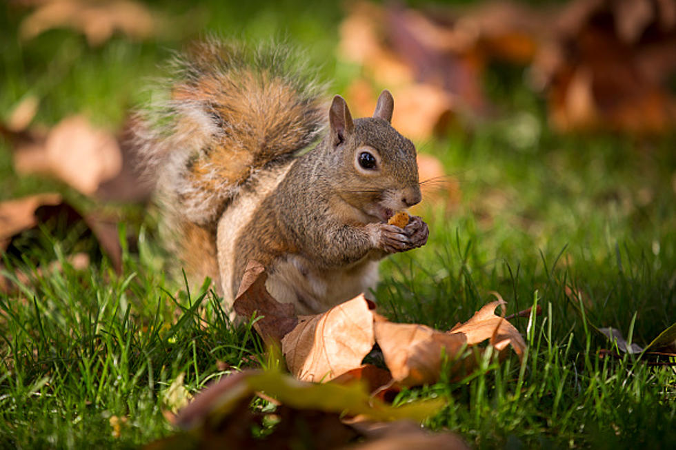 First There Was Pizza Rat – Now There’s Milkshake Squirrel [VIDEO]