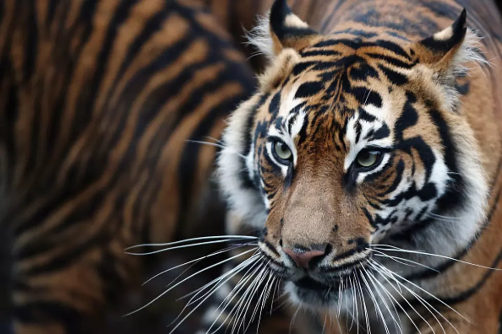 Woman Finds Out What Happens When You Stick Your Hand in The Tiger Cage