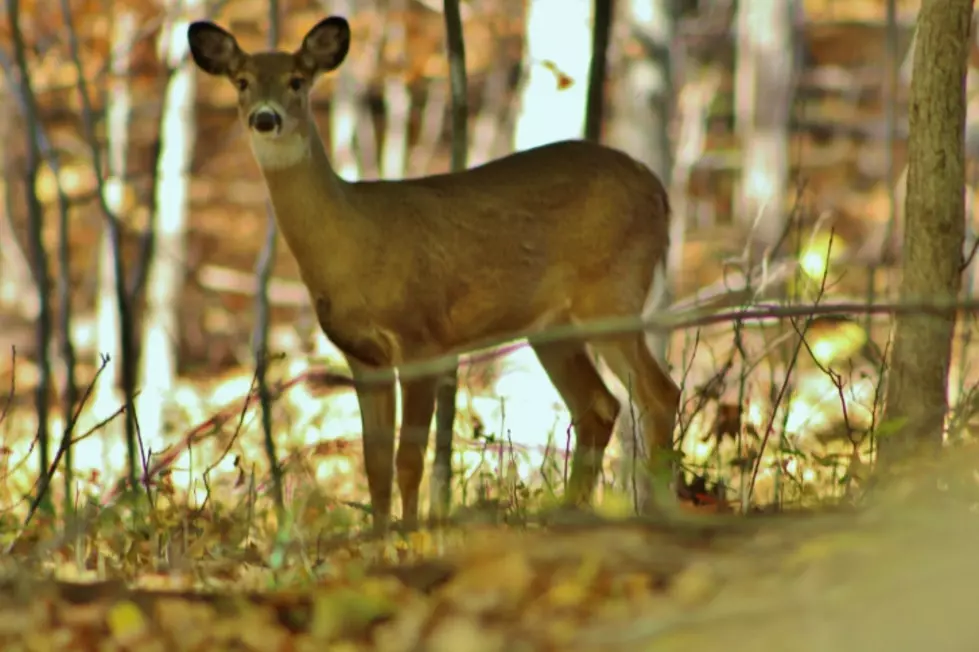 Iowa Deer’s Surprise Visit Makes For Precious Photograph [PHOTO]
