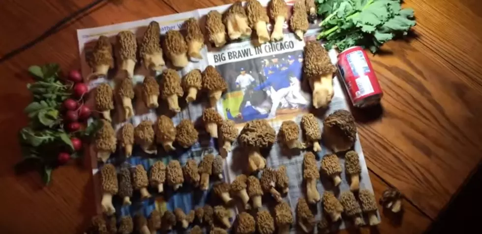How to Grow Your Own Morel Mushrooms [VIDEO]