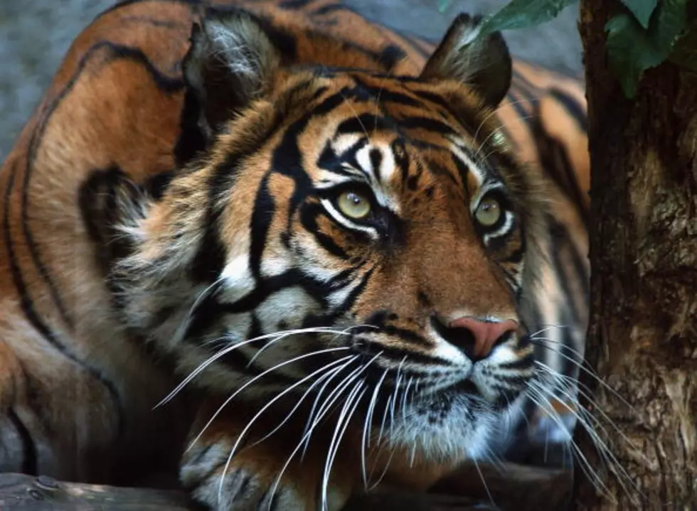 Northeast Iowa Zoo Forced To Give Up Endangered Tigers