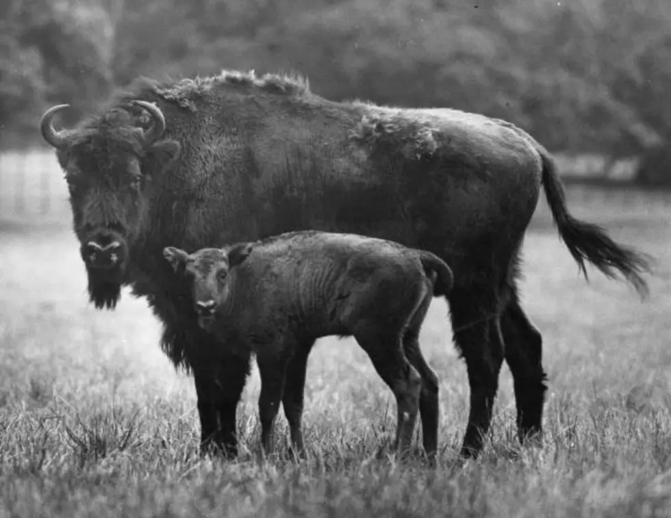 Baby Bison Dies After Yellowstone Tourists Put It In Their Car Because It Looked Cold