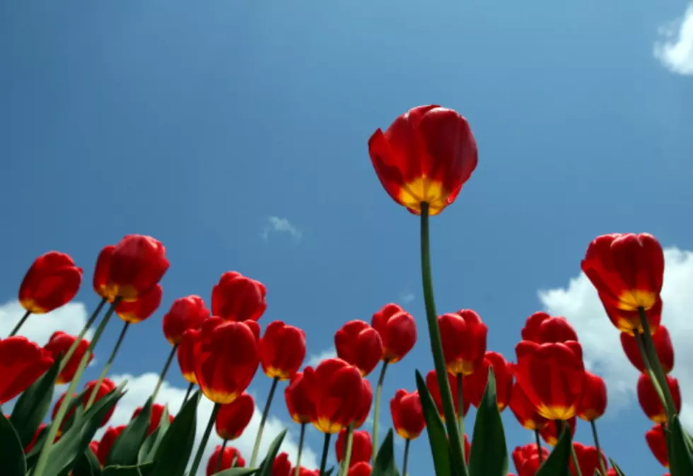 What You Need To Know About ‘Tulip Time’ In Pella