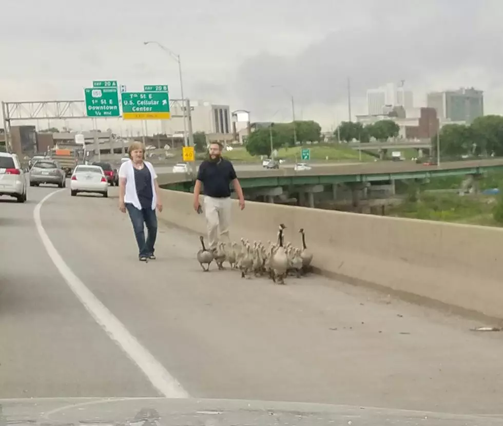 Geese Cause Traffic Issues on I-380 [PHOTO]