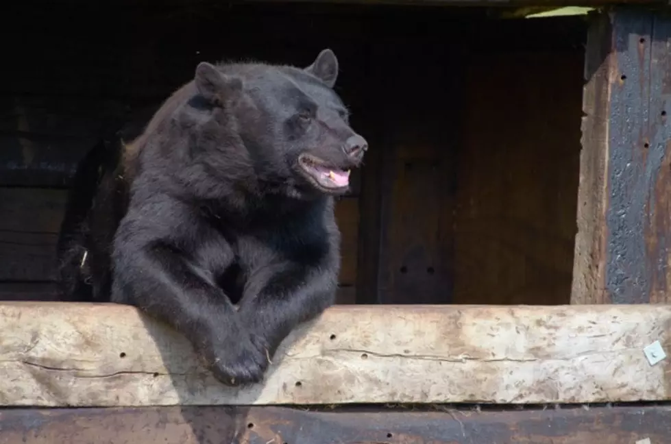 Black Bear Spotted In NE Iowa [Photo]