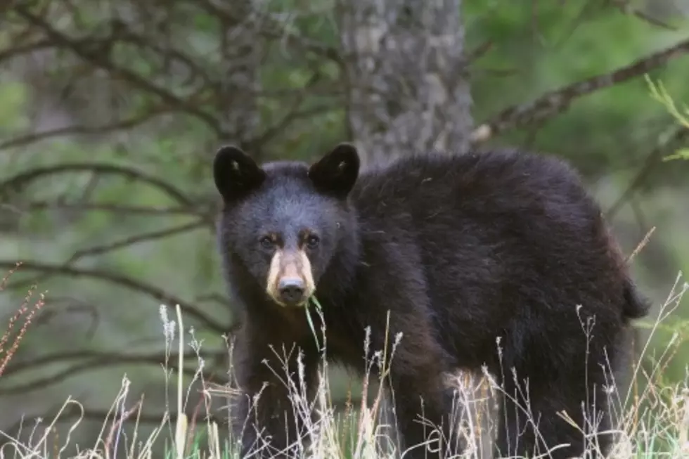 Iowa Hunter Has Close Encounter With Adult Black Bear [VIDEO]