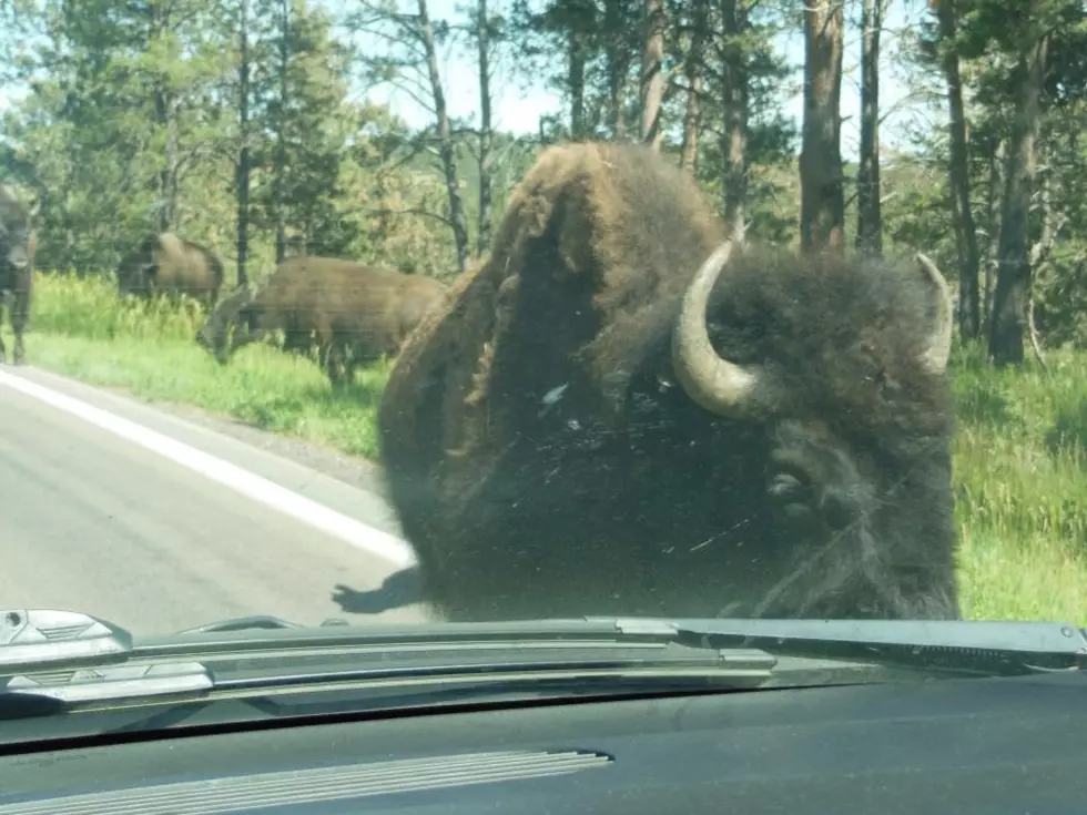 Brain’s Wild West Wildlife Encounter [VIDEO]