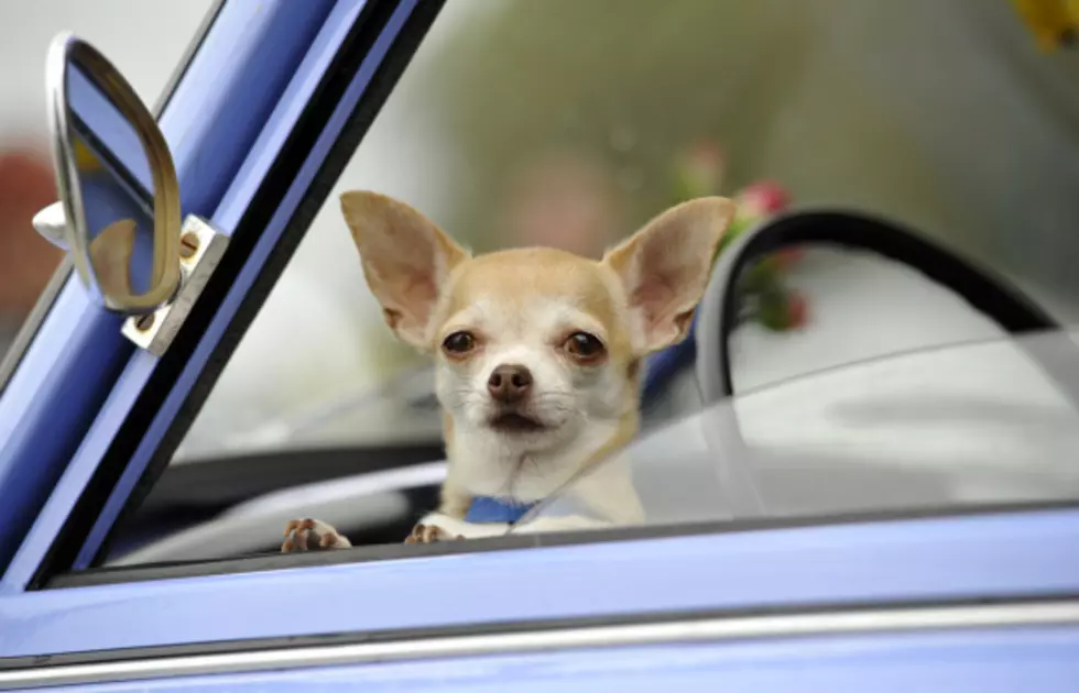 Friendly Summer Reminder: Do NOT Leave Your Dog in a Hot Car [VIDEO]