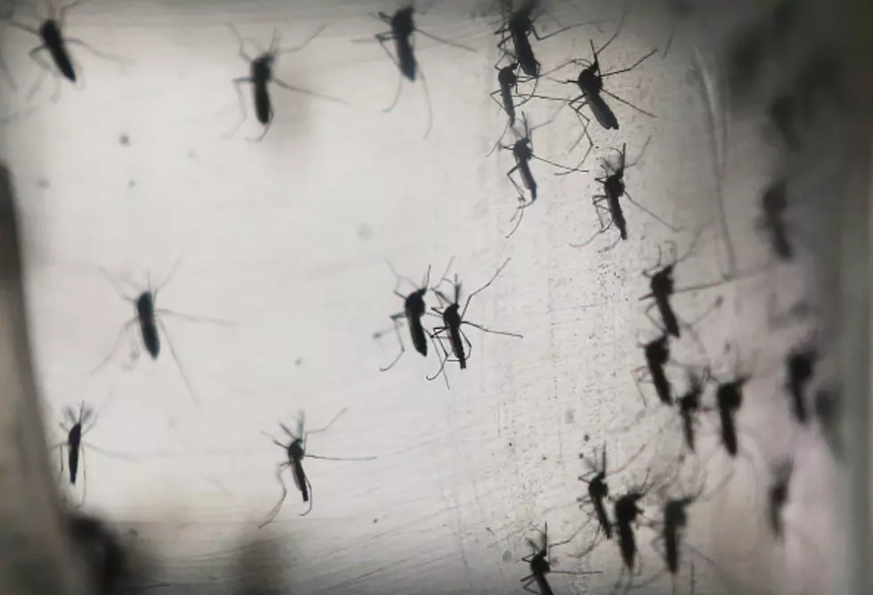 World Health Organization Says Zika Epidemic Unlikely