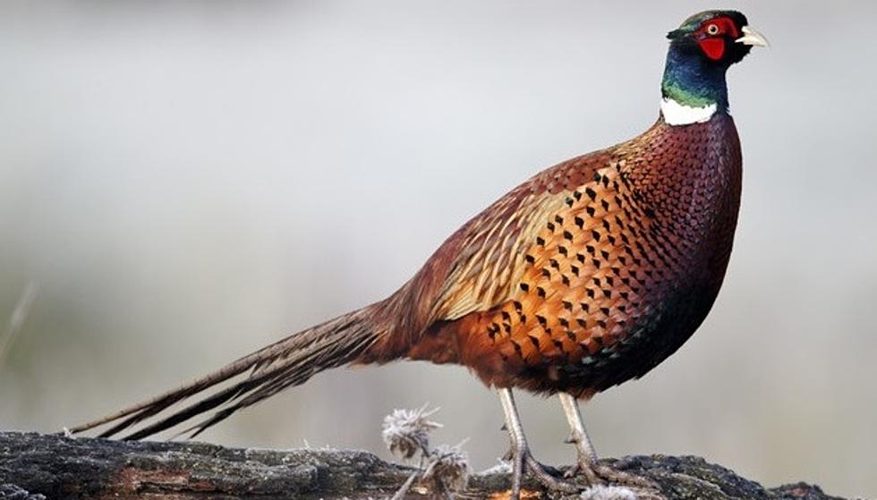 Iowa Pheasant and Quail Numbers Released