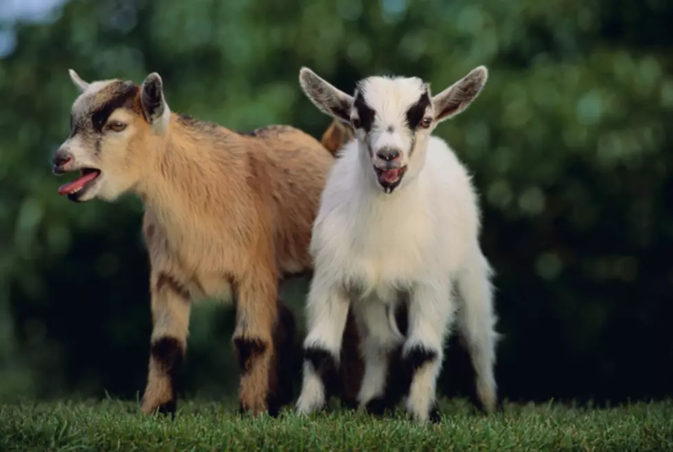 An Iowa Park Hires Goats to Help With Vegetation [PHOTOS]