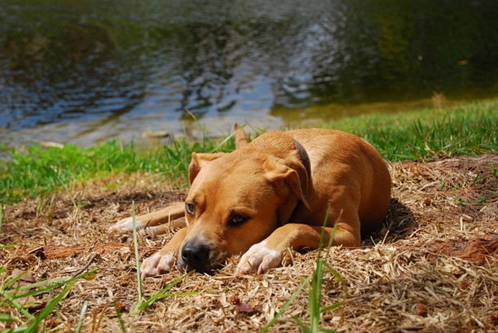 Unwanted Dogs Dumped in Eastern Iowa Forests