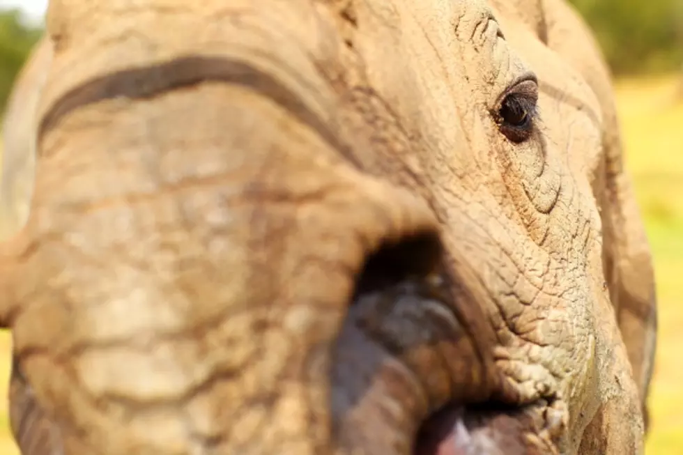 You Can Now See the New Baby Black Rhino at the Blank Park Zoo [PHOTOS]