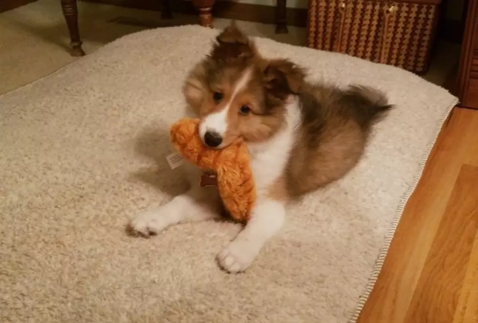 Bob&#8217;s Puppy Is Growing Up Fast [PHOTOS/VIDEO]