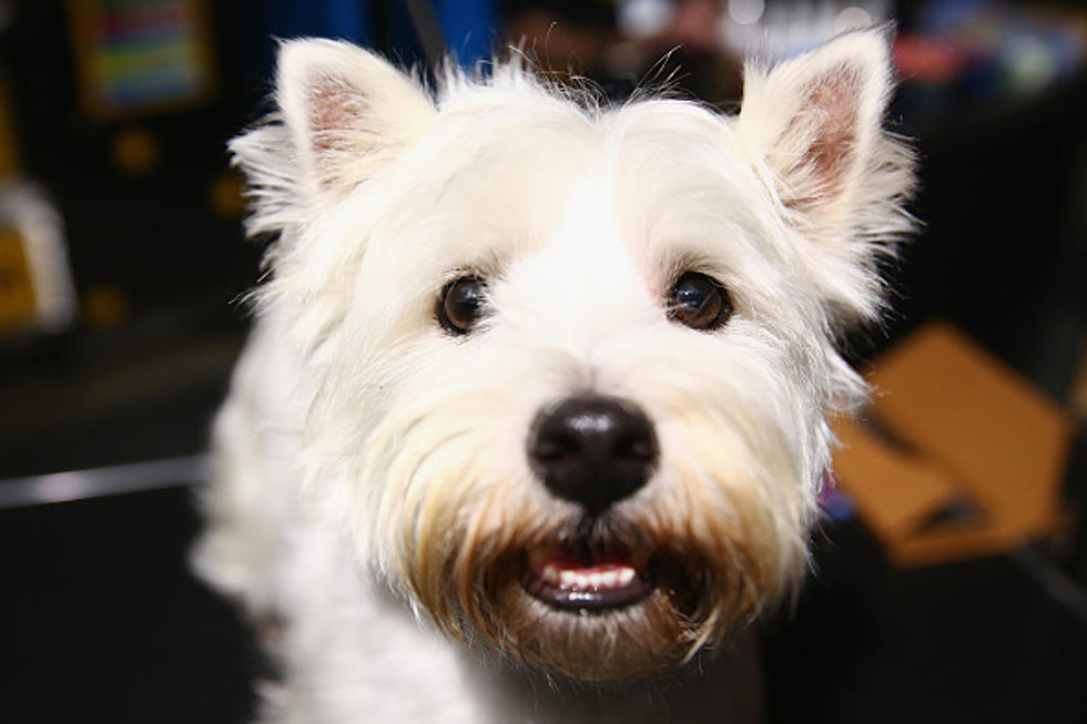 Did You Know Your Dog Loves Bob Marley?