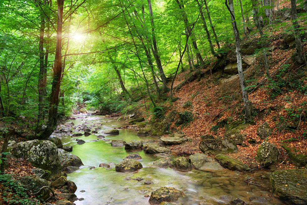 Breathtaking Iowa Forest [PICS]