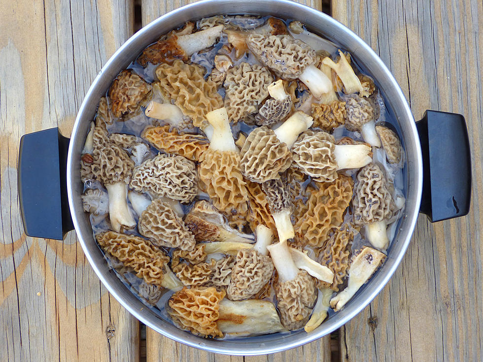 The Biggest Iowa Morel Mushrooms You’ve Ever Seen [PHOTOS]
