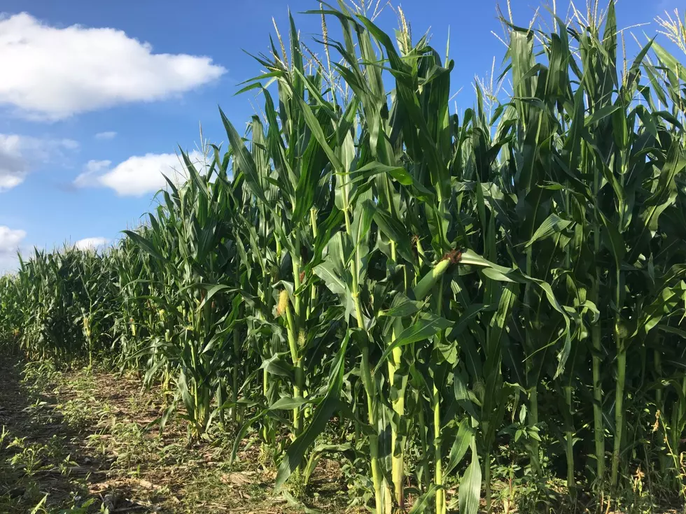 This Local Corn Maze Tributes The Iowa Wave [PHOTO]