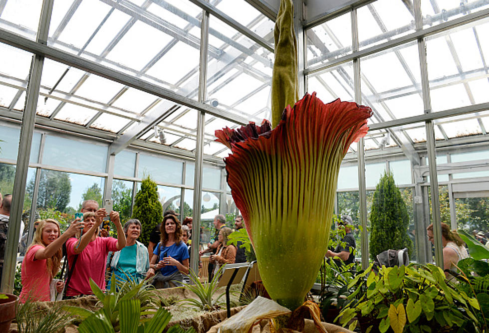 Watch Rare &#8216;Corpse Flower&#8217; Bloom In Des Moines! [PHOTO]