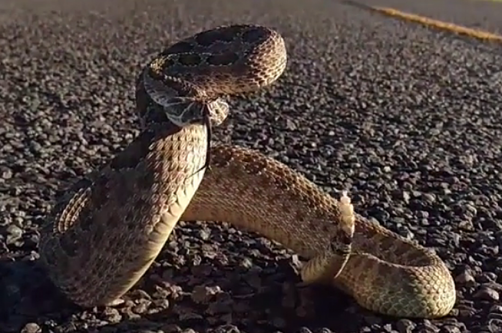 Pair of Endangered Rattlesnakes Confirmed in Iowa [VIDEO]