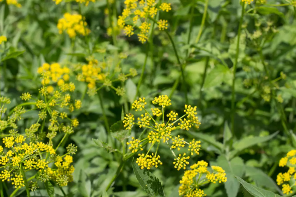 Be on the Lookout for Wild Parsnip This Summer [PHOTOS]