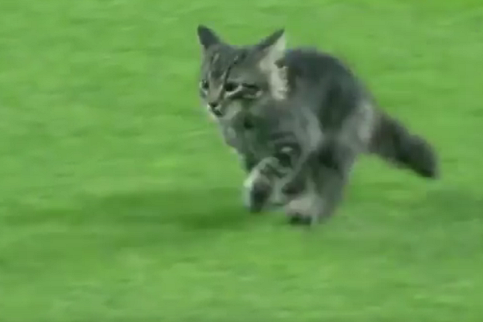 St. Louis, Home of Rally Squirrel, Now Has Rally Kitten [VIDEOS]
