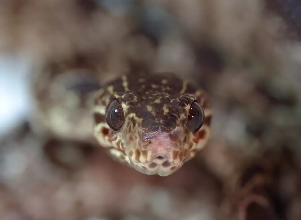 Cedar Rapids Man Has Dozens Of Snakes In His Home