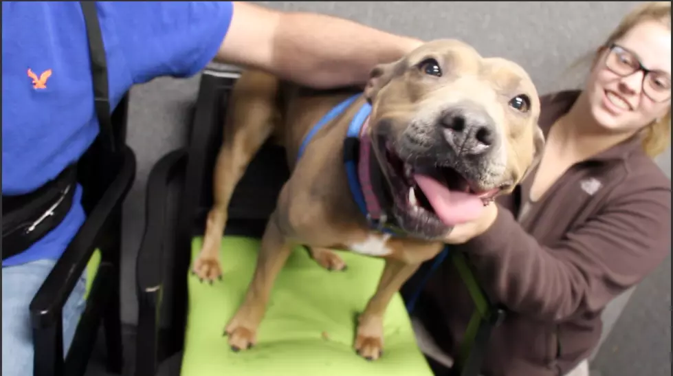 Meet This Adorably Wiggly Adoptable Iowa Pup, Dinah!