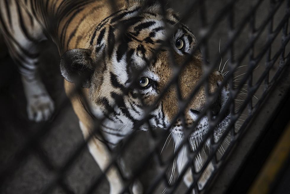 Tiger In NYC Zoo Becomes First Animal In US to Get COVID-19