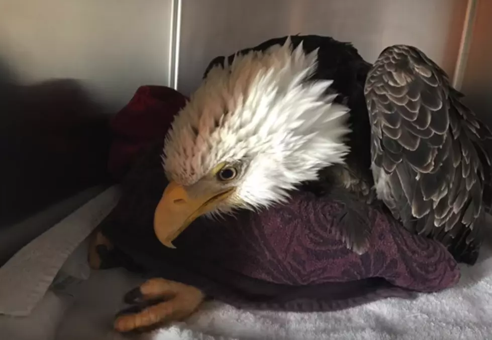 Another Eastern Iowa Bald Eagle Dies From Poisoning