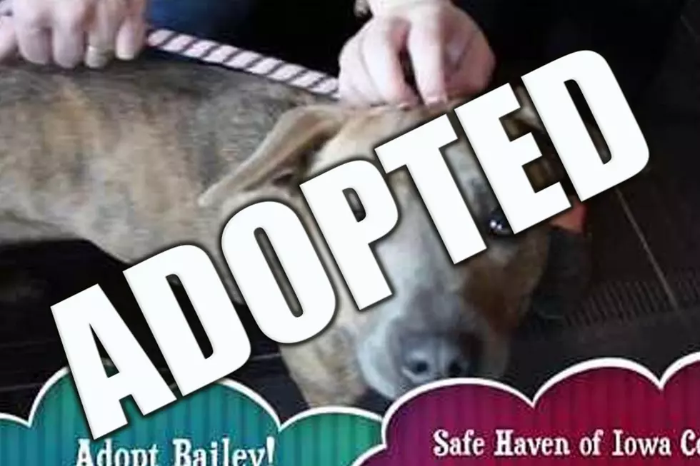 Bailey Is A Brindle Baby That Will Steal Your Heart! [VIDEO]