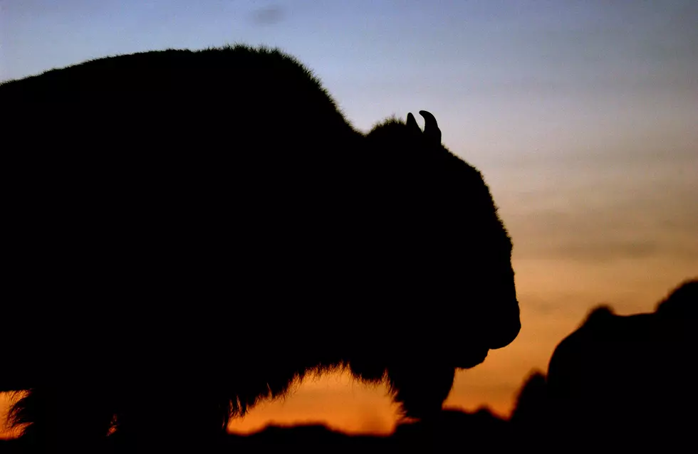 The Iowa Bison That Survived A Lightning Strike Has Died