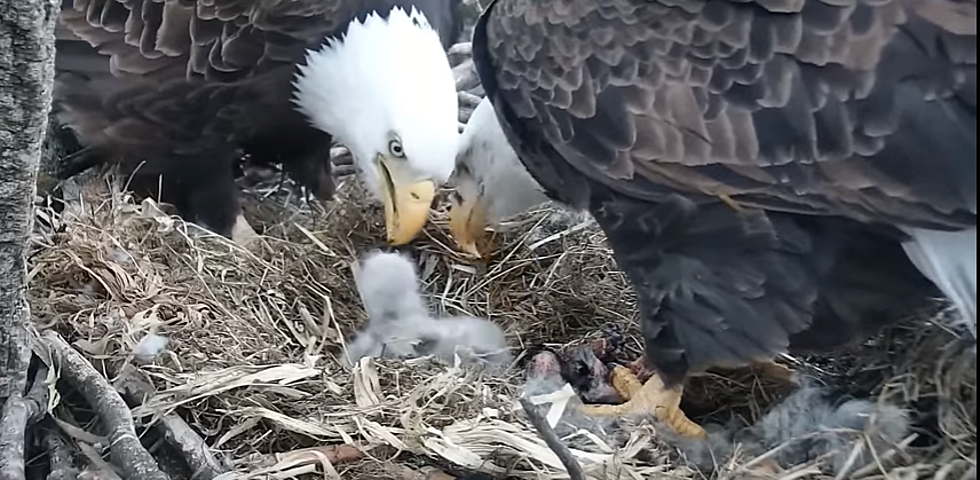 Decorah Eagles Now Have Three Baby Eaglets [VIDEO]