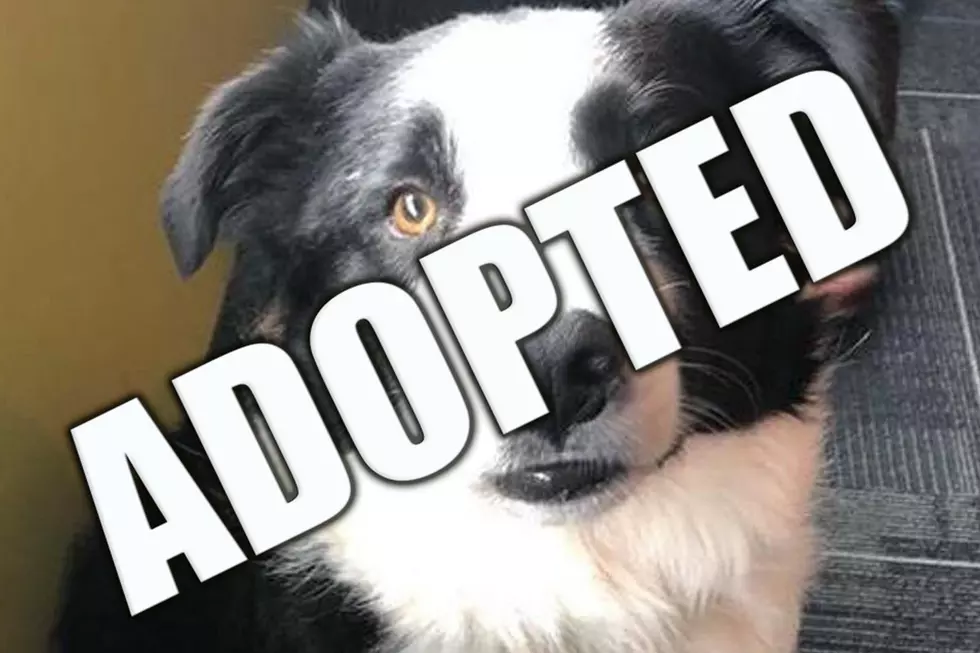 Jake The Border Collie Is A True Gentle Giant [VIDEO]