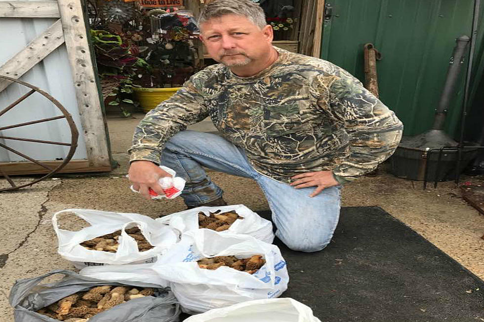 Iowa Man Finds 23 Pounds of Morel Mushrooms Under ONE Tree [VIDEO]