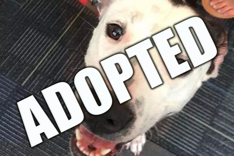 Meet Angel, The Perfect Dog For Any Family! [WATCH]