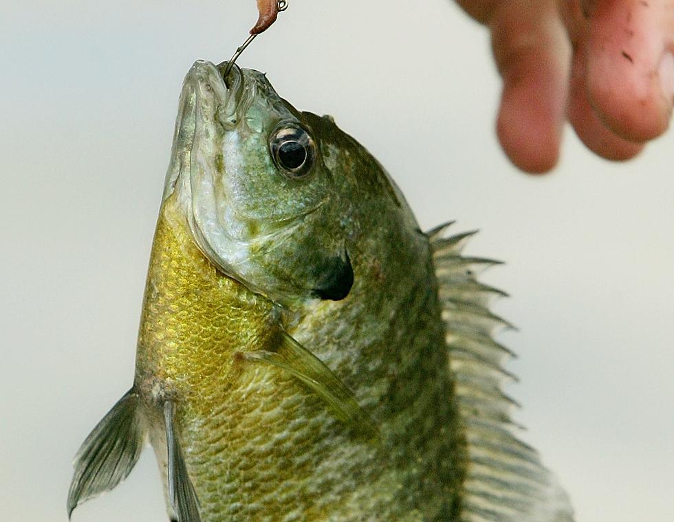 Facebook Post Claims Bluegills Are Dangerous...Are They? [PHOTO]
