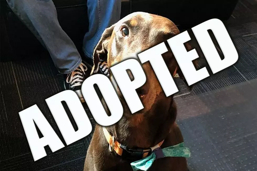 Sadie The Doberman Just Wants To Find A New Home