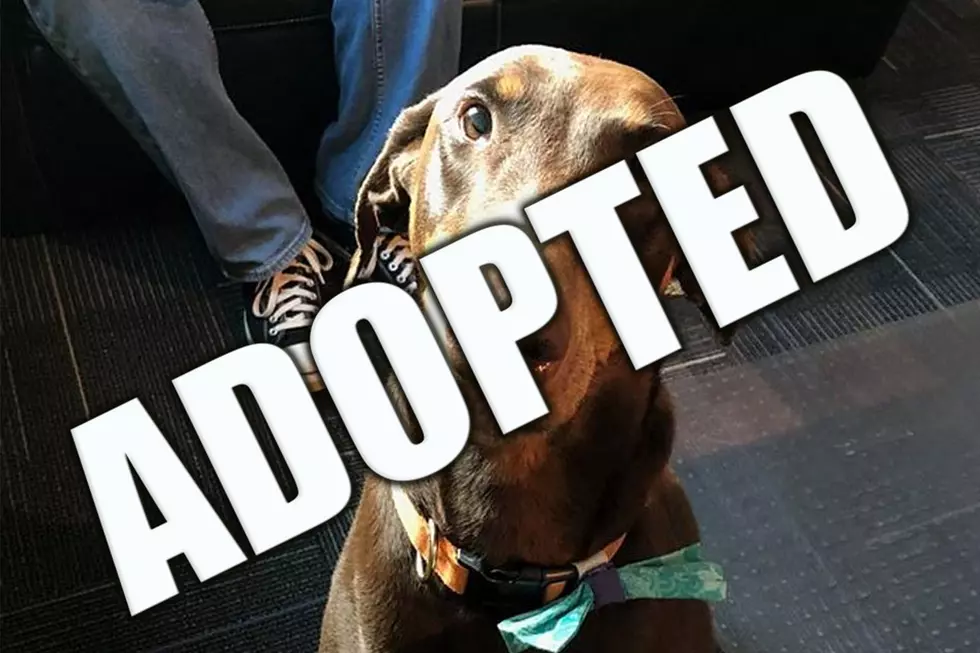 Sadie The Doberman Just Wants To Find A New Home [WATCH]