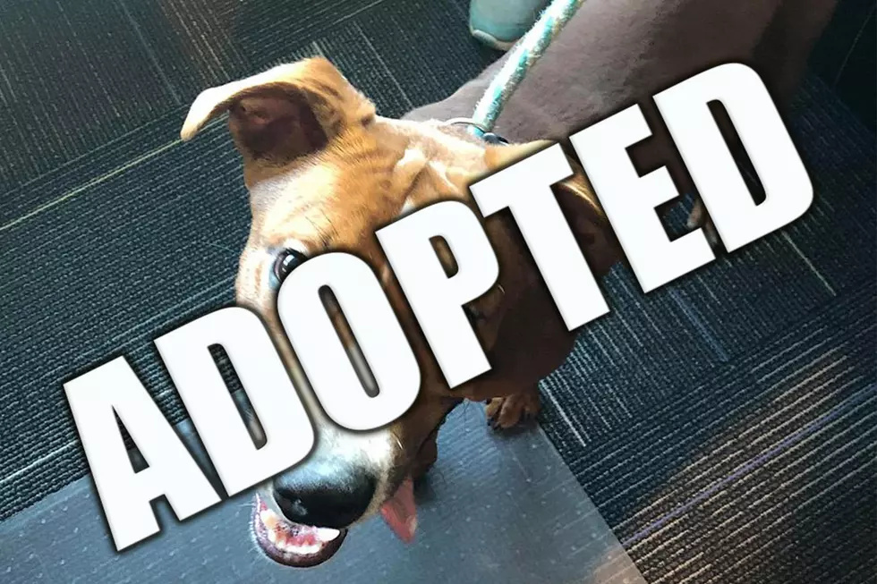 Energetic Puppy Archie is Looking for a Forever Home! [VIDEO]