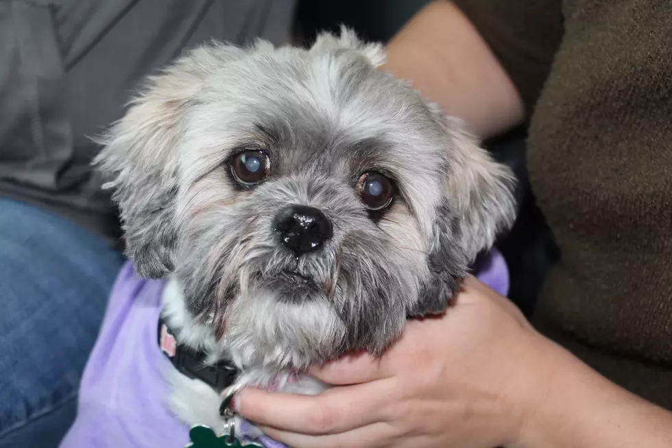 Our Furry Friday Dog Is Truly &#8216;Precious&#8217; [VIDEO]