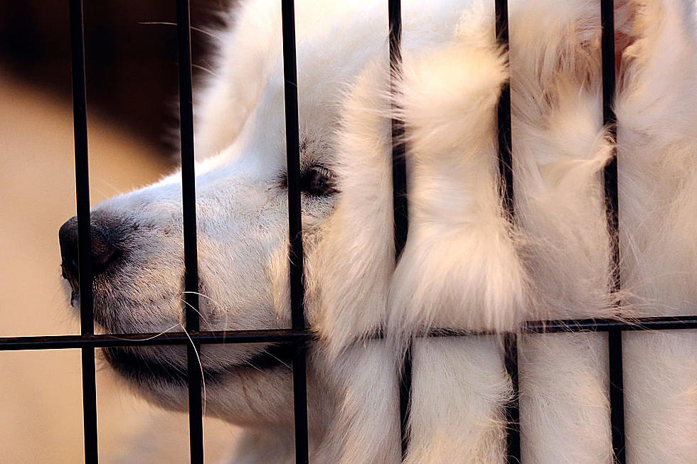 170 Dogs Rescued From Northern Iowa Puppy Mill