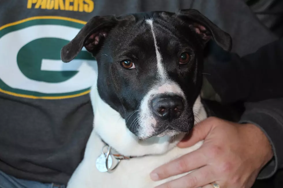Jackson is Looking for his &#8216;Furever&#8217; Iowa Home! [VIDEO]