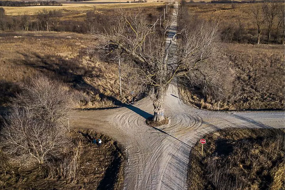 Iowa Has Two Historic &#038; Unique Trees, Just Miles Apart [PHOTOS]